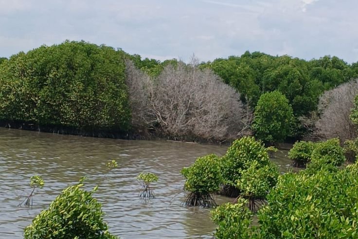 Dead and drying mangrove trees observed in the Tahura Ngurah Rai area, the site of the hydrocarbon contamination study.