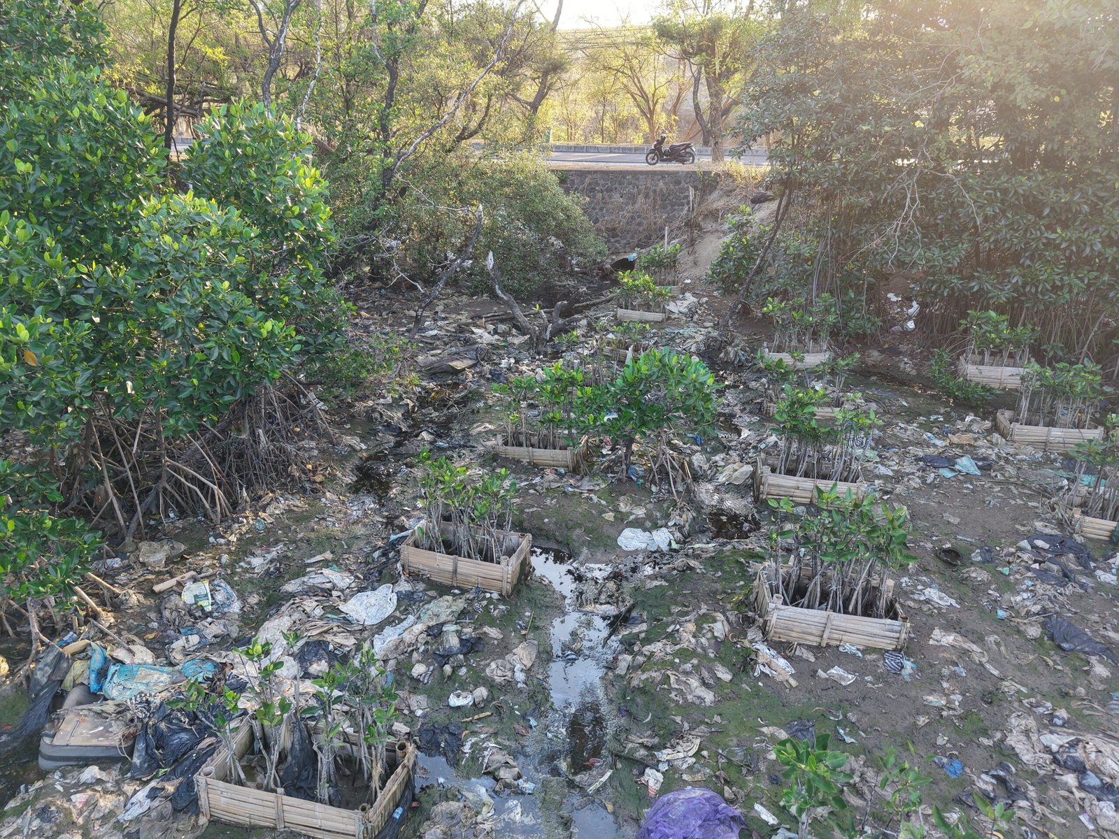 Leachate from Suwung Landfill Suspected of Threatening Serangan Mangrove.